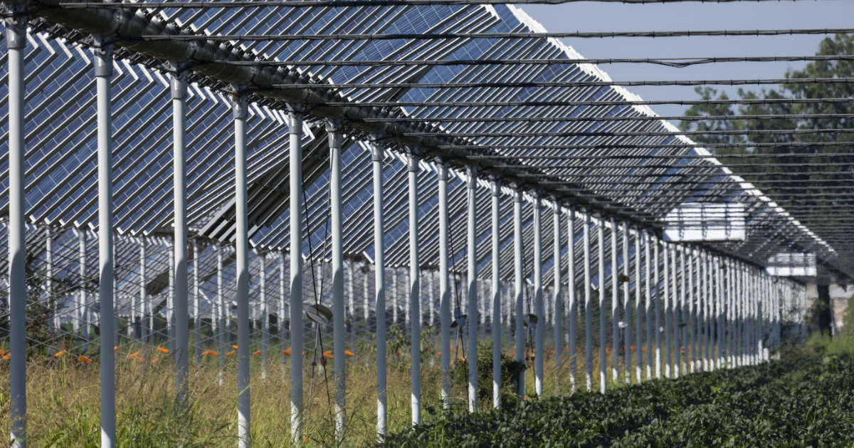 agrivoltaico: il fotovoltaico per un'agricoltura sostenibile